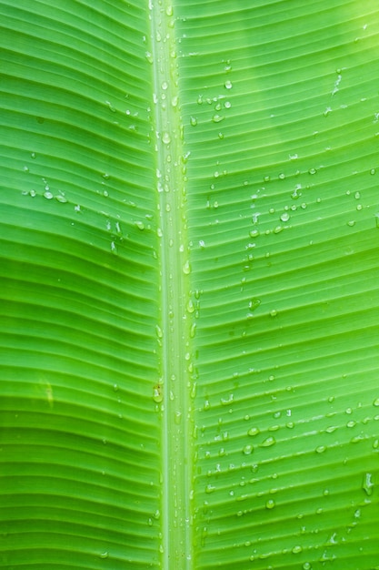 Hoja de plátano cerca de fondo brillante con gotas de agua