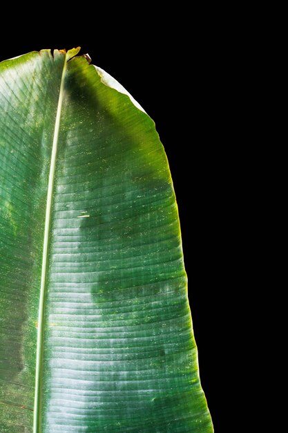 Hoja del plátano en fondo negro.