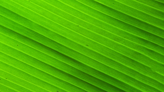 Hoja de plátano en la luz