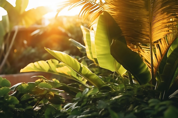 La hoja de plátano se ve a la luz del sol