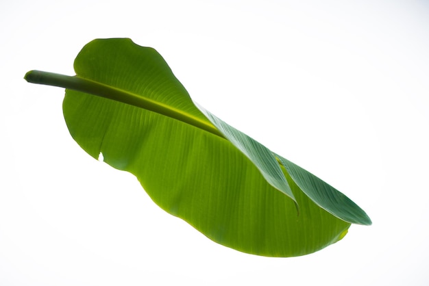 hoja de plátano verde aislada en fondo blanco con trazado de recorte para elementos de diseño de verano