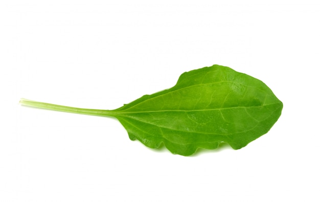 Hoja de plátano verde aislada sobre fondo blanco