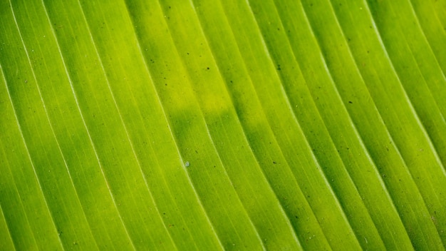 La hoja de plátano verde es una hoja que tiene muchos usos.