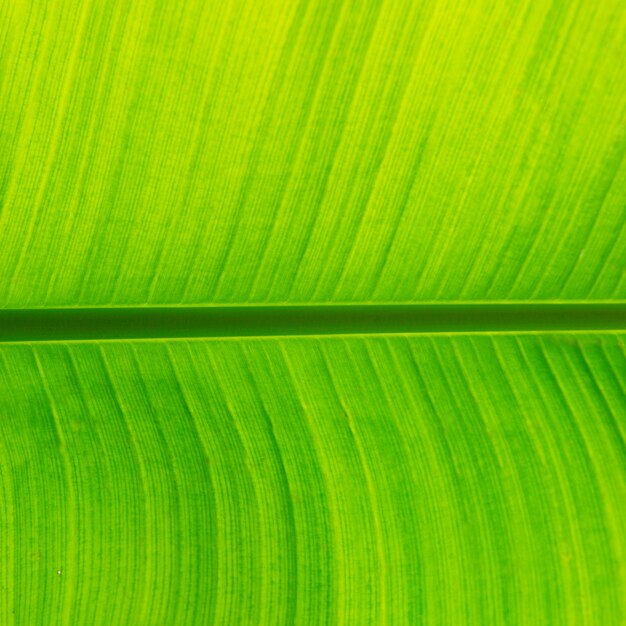 La hoja de plátano verde fresco se puede utilizar para fondos.