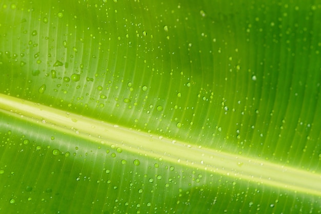 Hoja de plátano verde con gota de agua