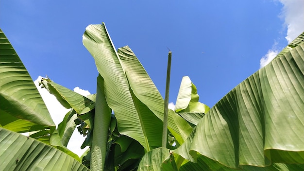 Hoja de plátano verde en la naturaleza Hoja de plátano