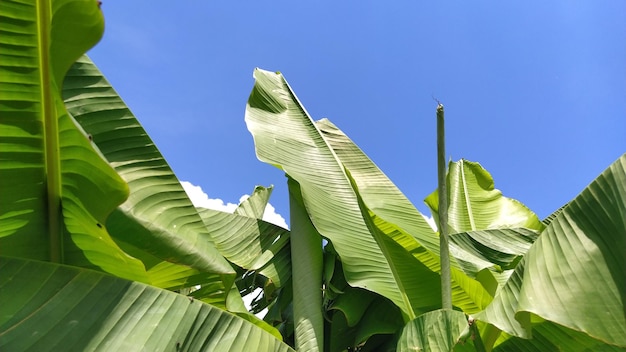 Hoja de plátano verde en la naturaleza Hoja de plátano