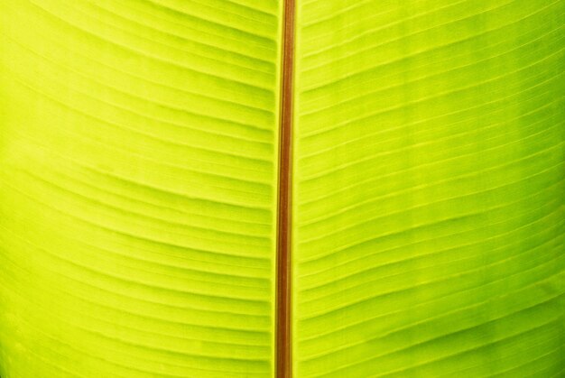 Hoja de plátano verde soleado se puede utilizar para el fondo