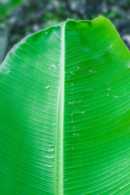 Hoja de plátano verde con waterdrop de cerca en el jardín