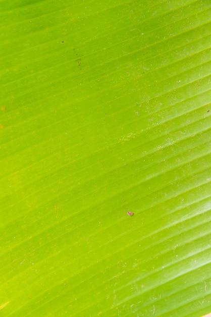 Hoja de plátano verde