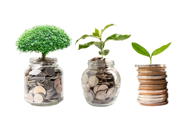 Hoja de plúmula de árbol en monedas de ahorro de dinero Concepto de inversión bancaria de ahorro de finanzas empresariales