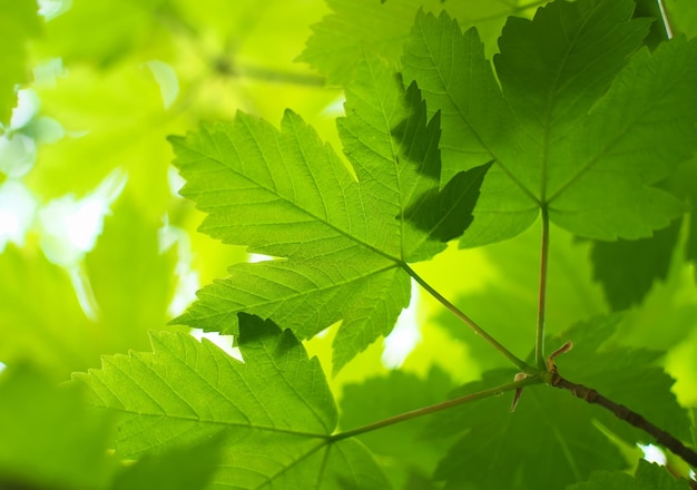 Hoja de primavera de arce Composición de la naturaleza