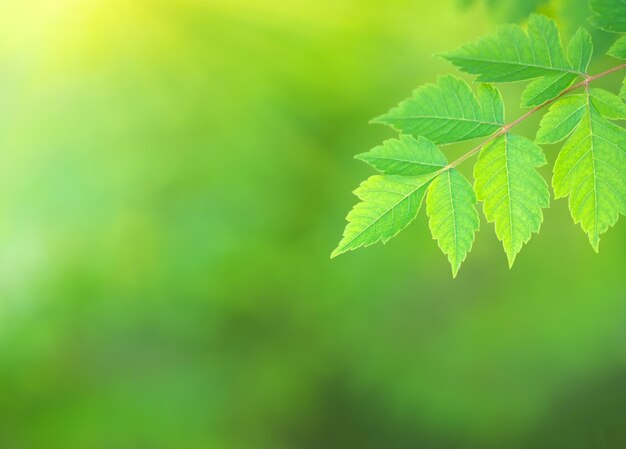 Hoja de primavera verde y fondo bokeh