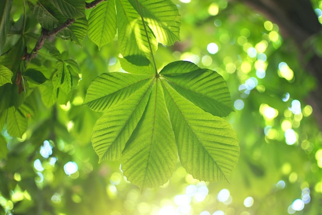 Hoja primaveral de castaño