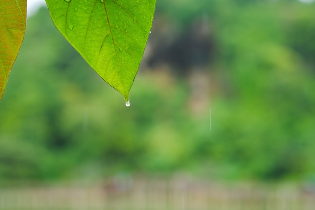 Hoja de primer plano con gotas de lluvia sobre las hojas con fondo de naturaleza borrosa.