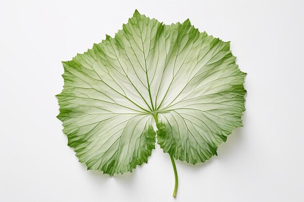 Foto hoja de prímula realista del período edo sobre un fondo blanco