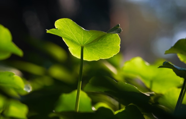 Una hoja que es de color verde.