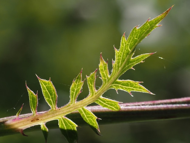 Una hoja que es verde y tiene la palabra en ella