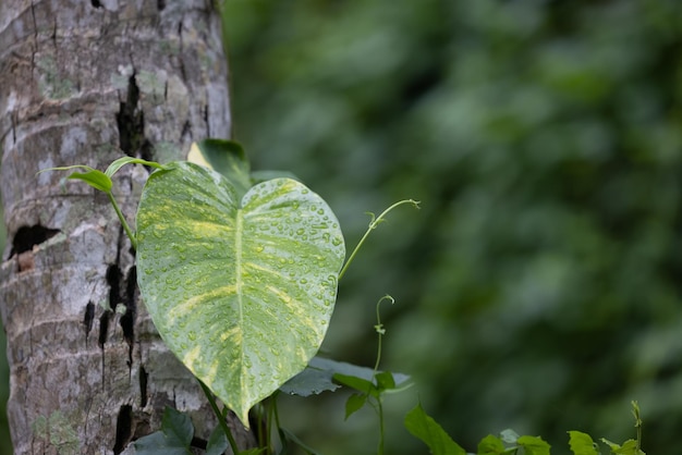 Una hoja que es verde y tiene la palabra higo en ella