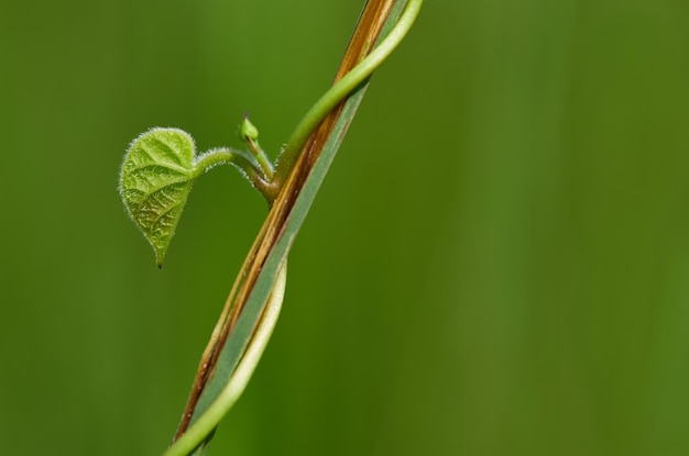 Una hoja que está en una planta.