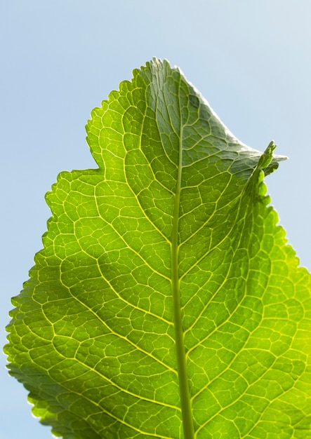 Hoja de rábano picante verde