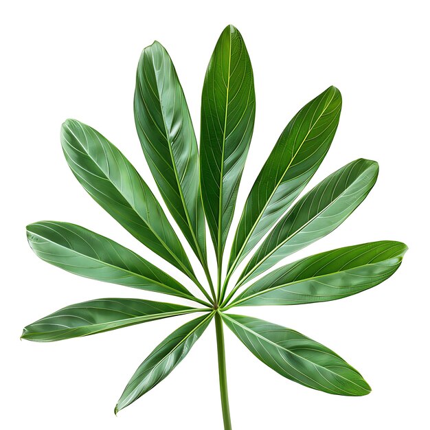 Hoja de rapí aislada con forma de hoja de abanico y color verde profundo Ob en fondo limpio Clipart