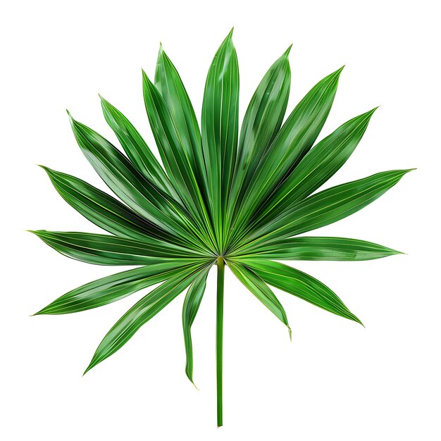 Hoja de rapí aislada con forma de hoja de abanico y color verde profundo Ob en fondo limpio Clipart