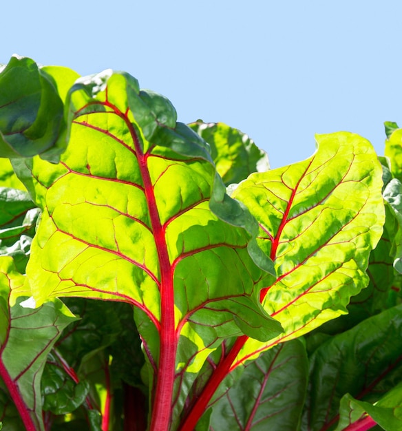 Hoja de remolacha. Fondo de naturaleza verde. Dejar remolacha de cerca. Remolachas de crecimiento (Beta vulgaris).