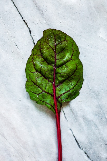 Foto una hoja de remolacha forrada de mármol