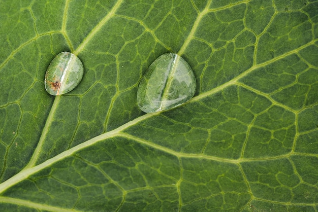 hoja de repollo en la naturaleza como fondo