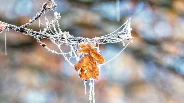 Hoja de roble cubierta de escarcha con telarañas en un árbol