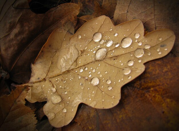 Hoja de roble marrón seca con gotas de lluvia