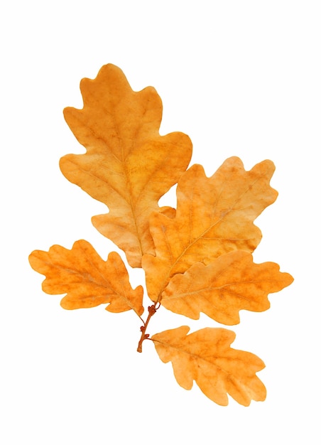 Hoja de roble otoño amarillo aislado sobre un fondo blanco.