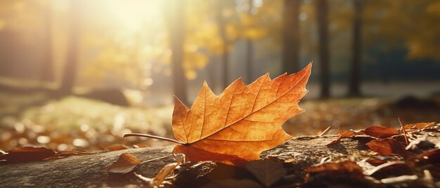 Foto hoja de roble en otoño