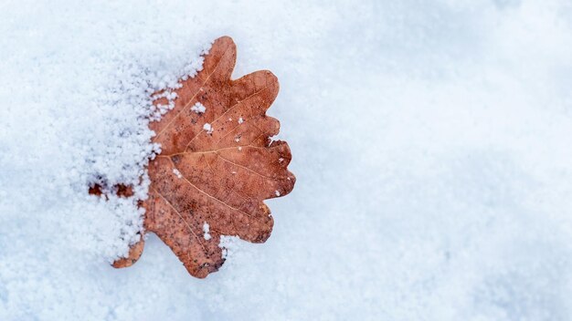 Hoja de roble seca en invierno con nieve en el suelo