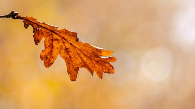 Hoja de roble solitario sobre un fondo borroso en cálidos colores otoñales, hojas de otoño