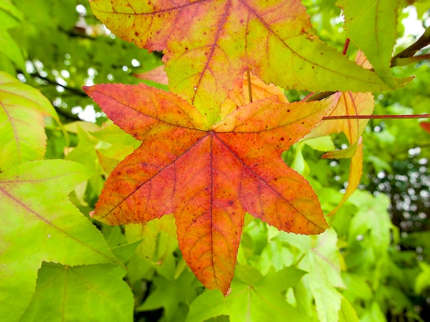 hoja roja brillante en un árbol en otoño