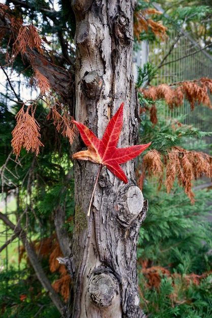 hoja roja con colores otoñales en temporada de otoño