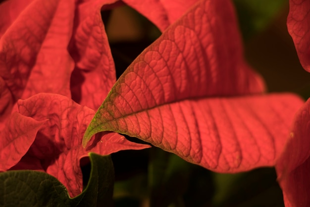 Hoja roja hermosa macro