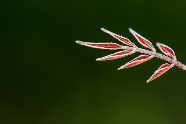 Hoja roja macro