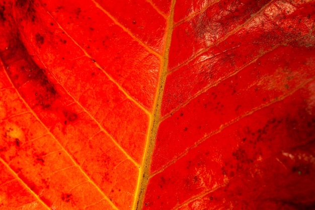 Hoja roja en otoño Fotografía macro de arte abstracto