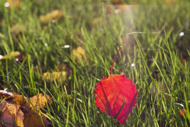 hoja roja de otoño en la hierba con rayos de sol y gotas