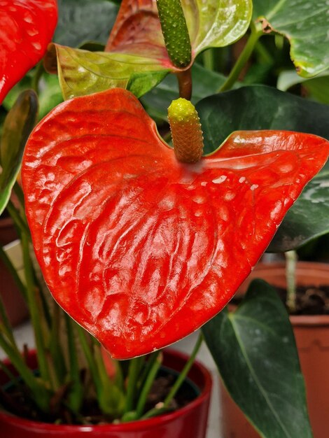 Foto una hoja roja con la palabra 