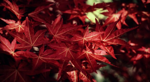 Foto una hoja roja de una planta con la palabra 