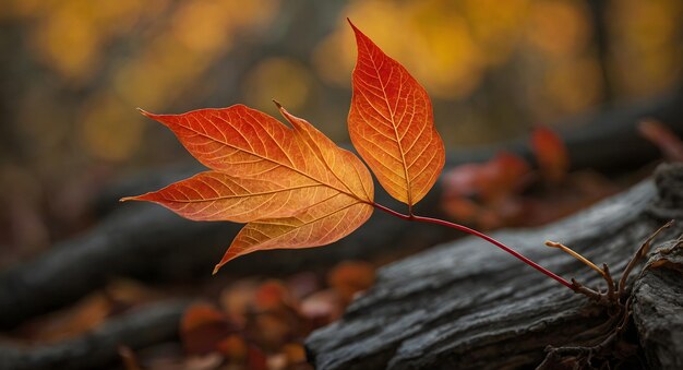 Foto una hoja roja en una rama con el fondo de los árboles