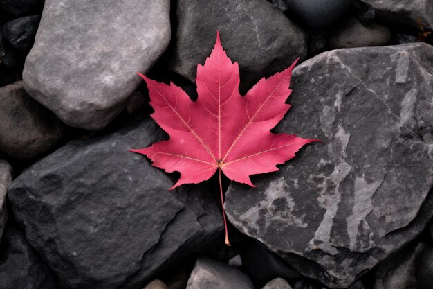 Una hoja roja en las rocas