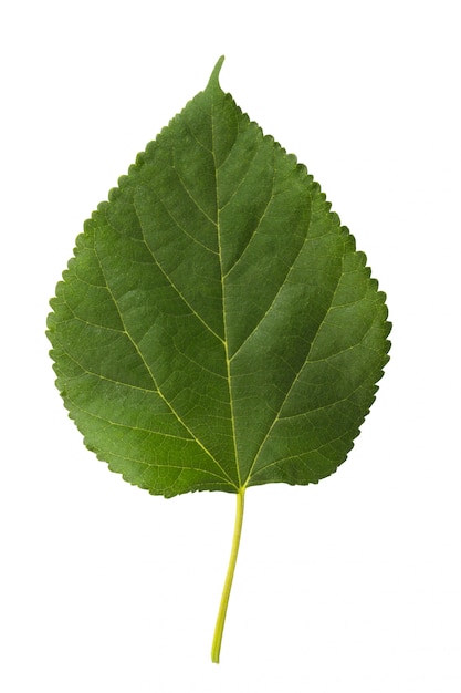 Hoja de rosa aislada sobre fondo blanco