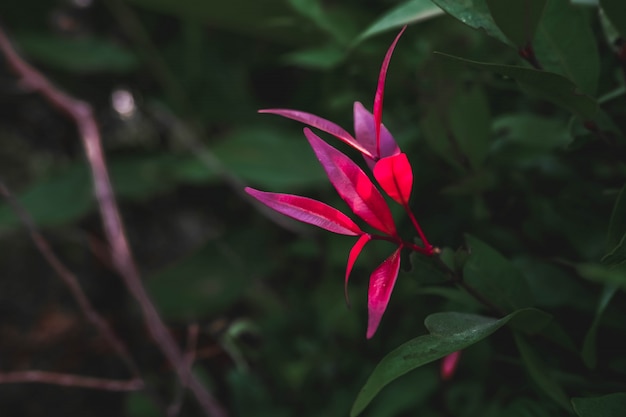 Hoja rosa y verde