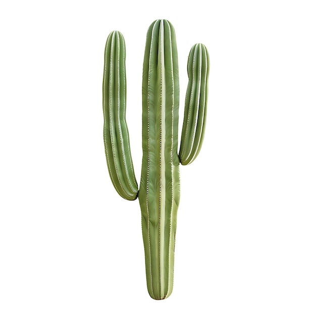 Hoja de saguaro aislada con forma de hoja estrecha y color verde claro Ob en fondo limpio Clipart