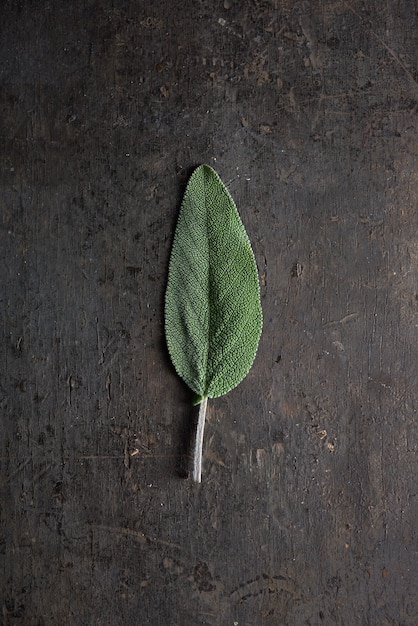 Hoja de salvia.